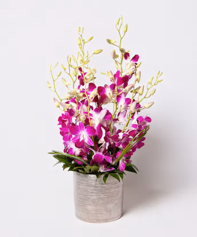 Orchid Oasis Pur Main