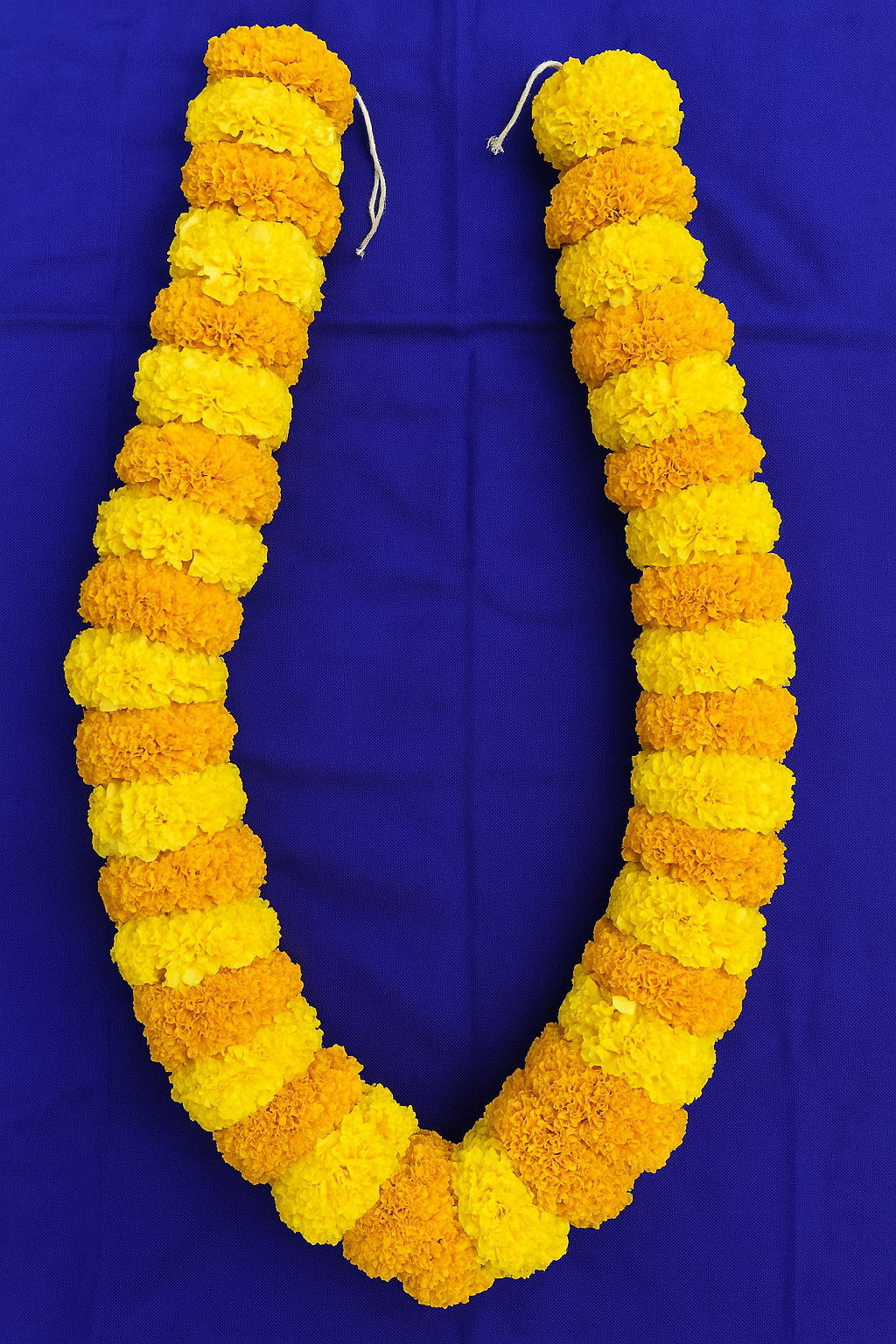 Marigold