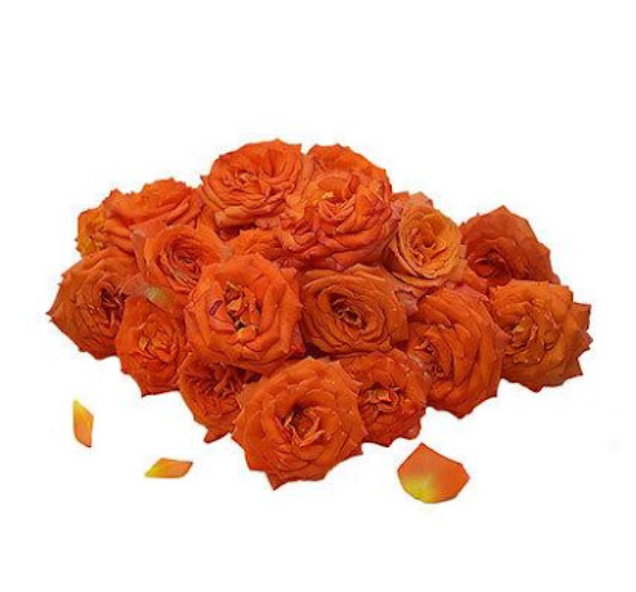 Orange Button Roses