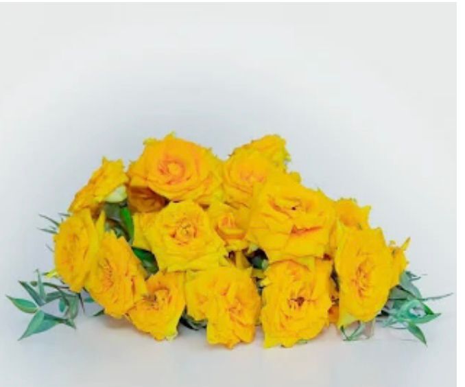 Yellow Button Roses