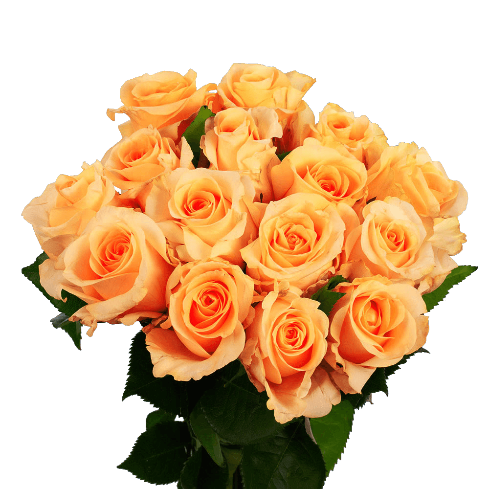 Orange Roses